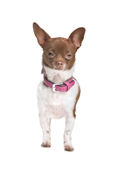 Chihuahua Csivava — Stock Fotó