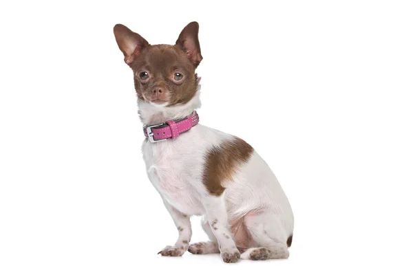 Chihuahua chihuahua — Stok fotoğraf