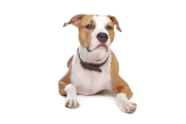 Amerikanischer Staffordshire Terrier — Stockfoto