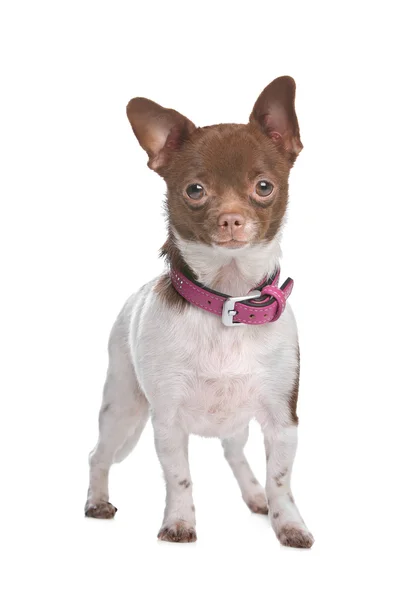 Chihuahua chihuahua — Stok fotoğraf