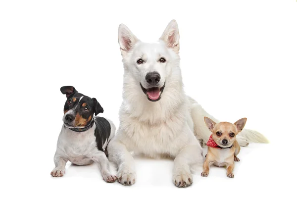 Chihuahua, beyaz çoban ve jack russel terrier — Stok fotoğraf