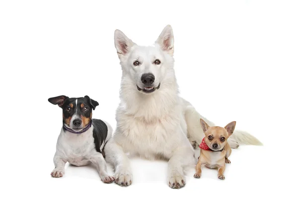 Chihuahua, pastore bianco e un jack russel terrier — Foto Stock
