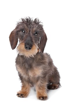 Miniature wire-haired dachshund clipart