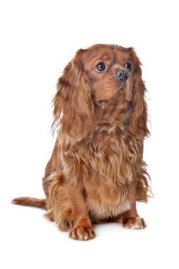 kahverengi cavalier king charles spaniel