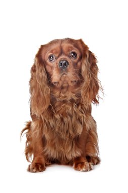 kahverengi cavalier king charles spaniel