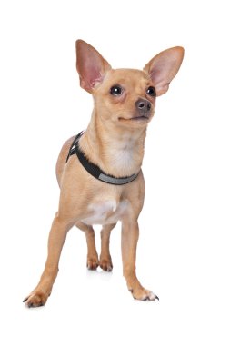 Chihuahua clipart