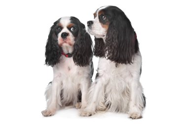 iki cavalier king charles Spaniel