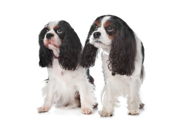 iki cavalier king charles Spaniel