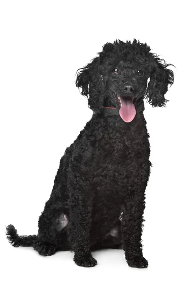 Black poodle — Stock Photo, Image