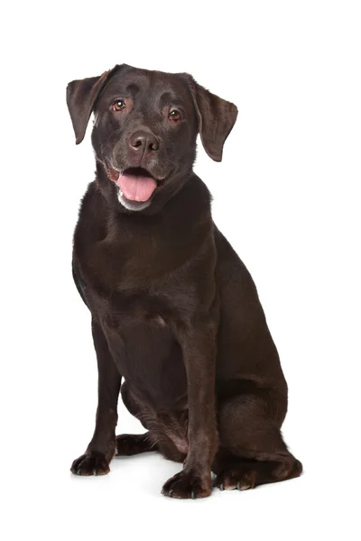 Labrador de chocolate — Fotografia de Stock