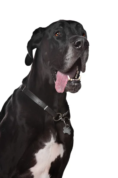 Fekete német dog — Stock Fotó