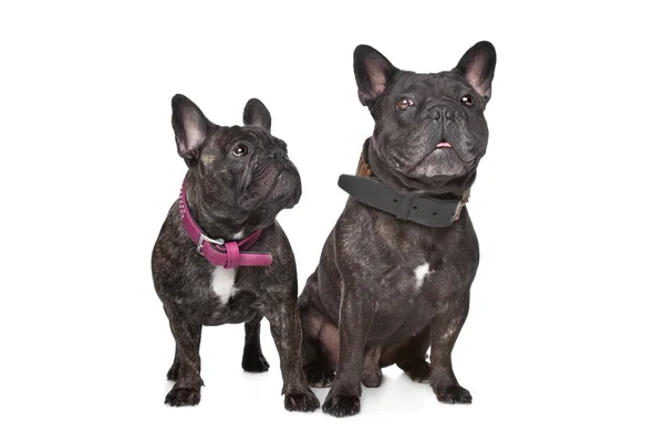 Two Dark brown French Bulldogs — Stock Photo, Image