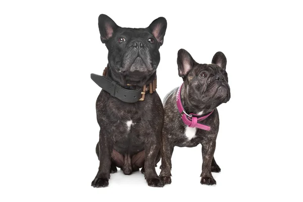 Two Dark brown French Bulldogs — Stock Photo, Image