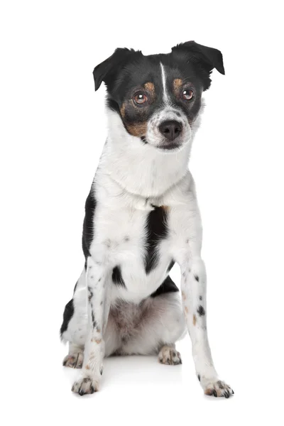 Boerenfox terrier — Stock Photo, Image