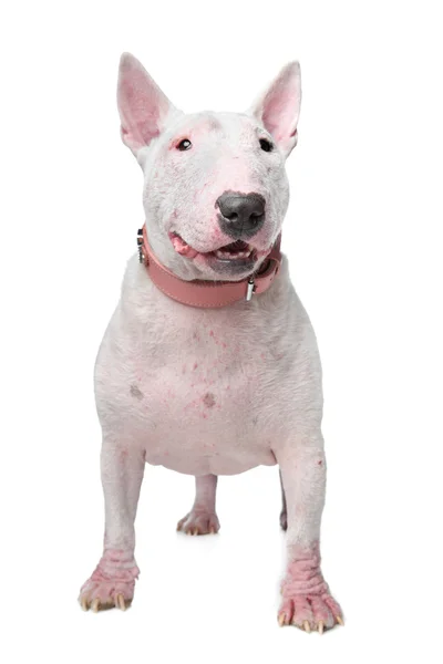 White Bull Terrier — Stock Photo, Image