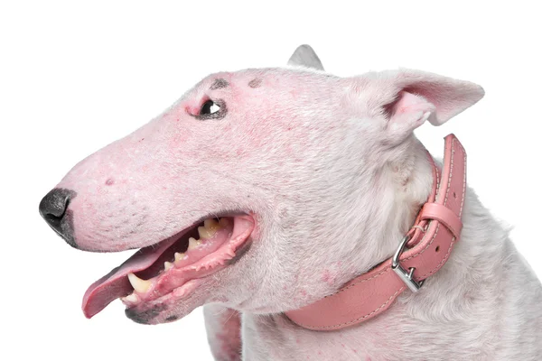 stock image White Bull Terrier