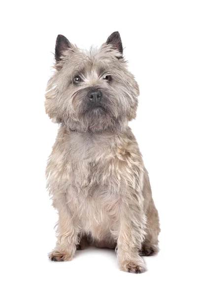 Cairn terrier — Stockfoto