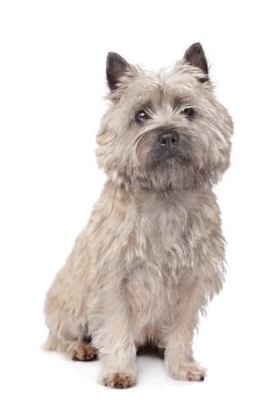 Cairn Terrier — Stock Photo, Image