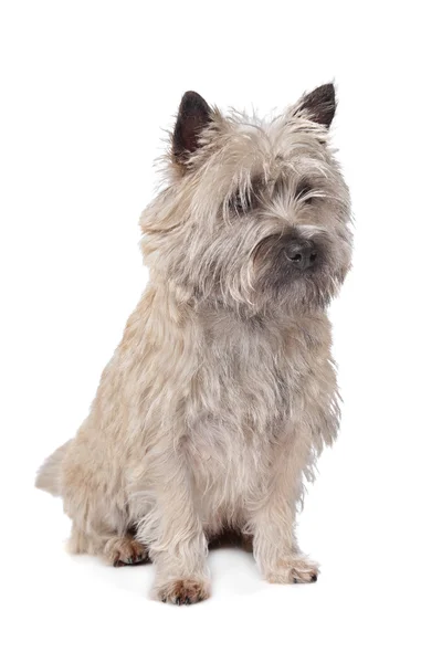 Cairn terrier — Fotografia de Stock