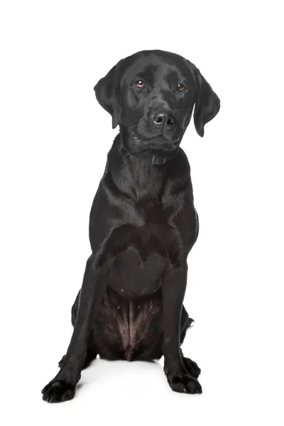 Black Labrador Retriever — Stock Photo, Image
