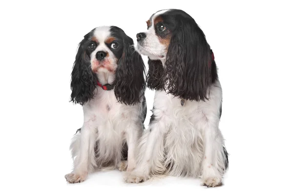 两个骑士国王查尔斯 · 西班牙狗 — 图库照片