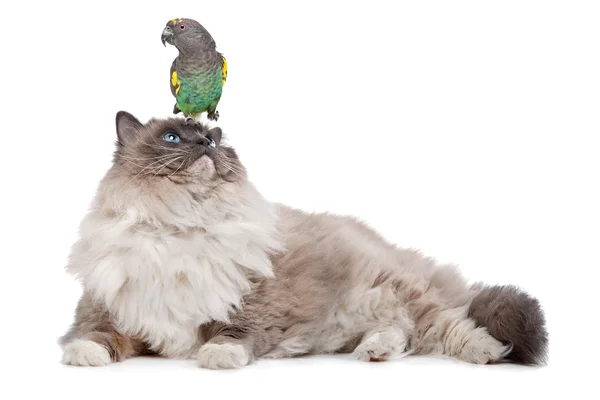 Кішка і папуга — стокове фото