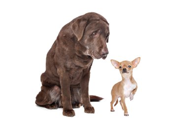 Labrador and Chihuahua clipart