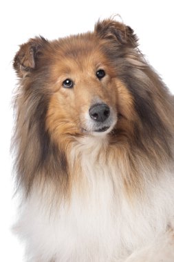 Rough collie veya İskoç çoban köpeği