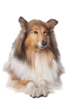 Rough collie veya İskoç çoban köpeği