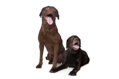 Chesapeake Bay retriever and a Labrador clipart