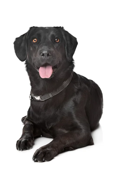 Labrador nero — Foto Stock