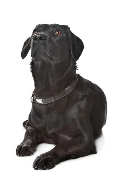 Czarny labrador — Zdjęcie stockowe