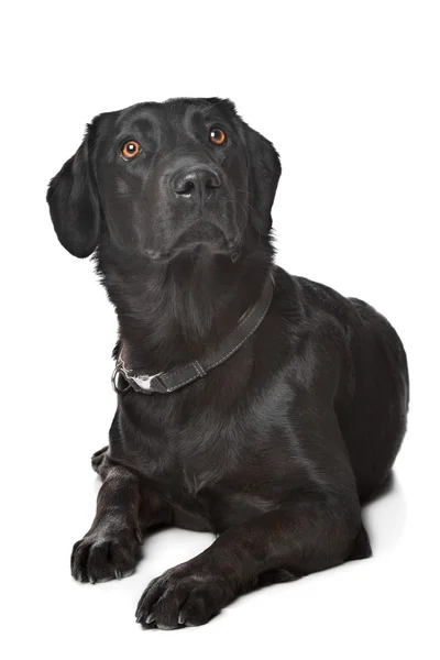 Black Labrador — Stock Photo, Image