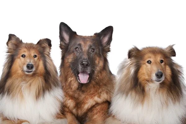 Zwei Rough Collie Hunde und ein Schäferhund — Stockfoto