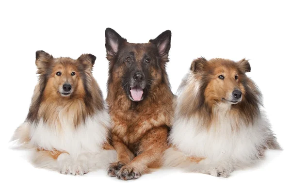 İki Rough Collie köpeği ve bir Alman çoban köpeği. — Stok fotoğraf