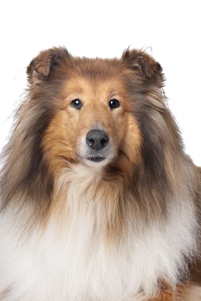 Τραχύ ποιμενικού σκύλου ή Σκωτίας ποιμενικού σκύλου — Φωτογραφία Αρχείου