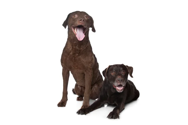 切萨皮克湾猎犬和拉布拉多 — 图库照片