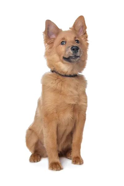 Mixed breed dog,sheltie and Eurasiër — Stok fotoğraf