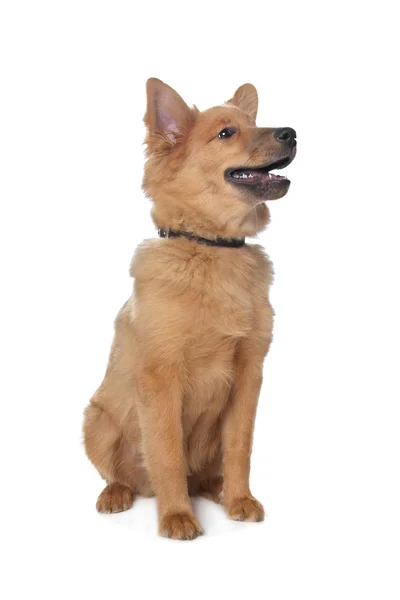 Mixed breed dog,sheltie and Eurasiër — Φωτογραφία Αρχείου