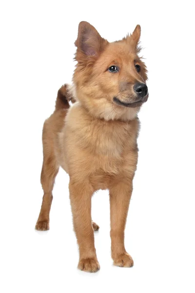 Mixed breed dog,sheltie and Eurasiër — Stock Fotó