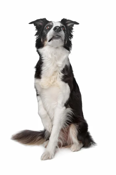 Gränsen collie sheepdog — Stockfoto