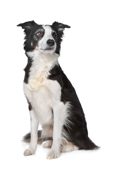 Cão pastor de collie de fronteira — Fotografia de Stock