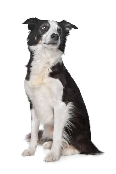 Gränsen collie sheepdog — Stockfoto