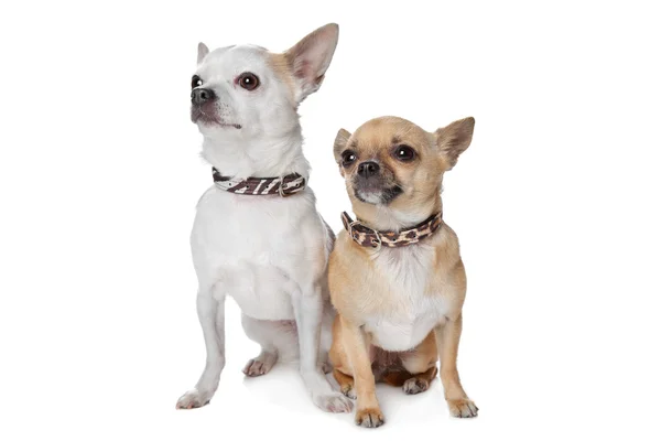 Dois cães chihuahua de cabelos curtos — Fotografia de Stock