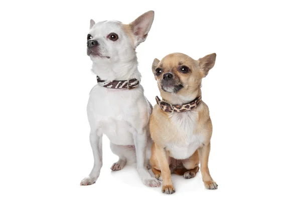 Deux chiens chihuahua aux cheveux courts — Photo