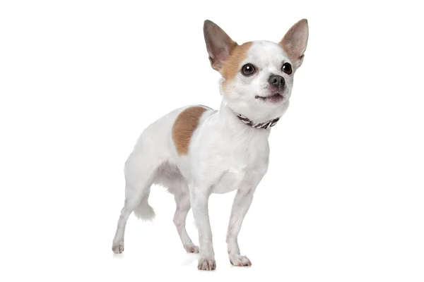 Chihuahua de pelo corto — Foto de Stock