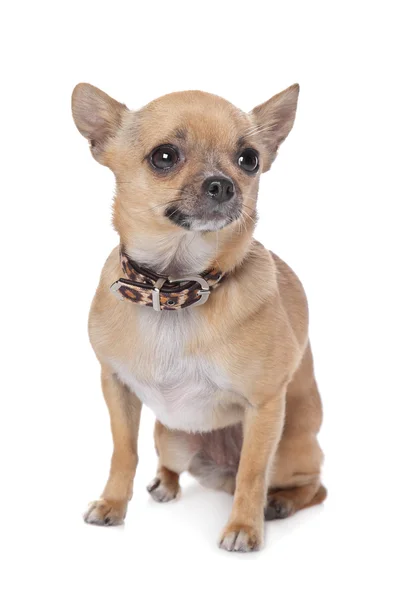 Kurzhaariger Chihuahua — Stockfoto