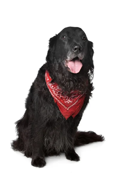 stock image Black retriever dog