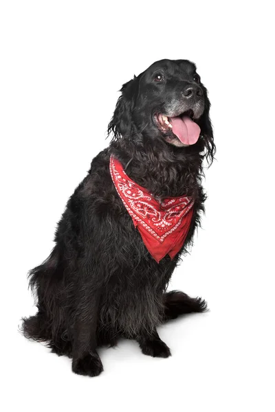 Schwarzer Retriever-Hund — Stockfoto
