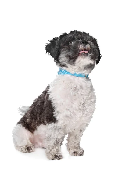 Gemengd ras boomer hond — Stockfoto